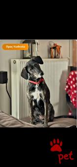 Ράτσα: Άγνωστο - Ημίαιμο | Ηλικία: 5+ | Φύλο: Θηλυκό | Αρ. Microchip: 991001003297635 | Ημίαιμο | Περιοχή: Αττική